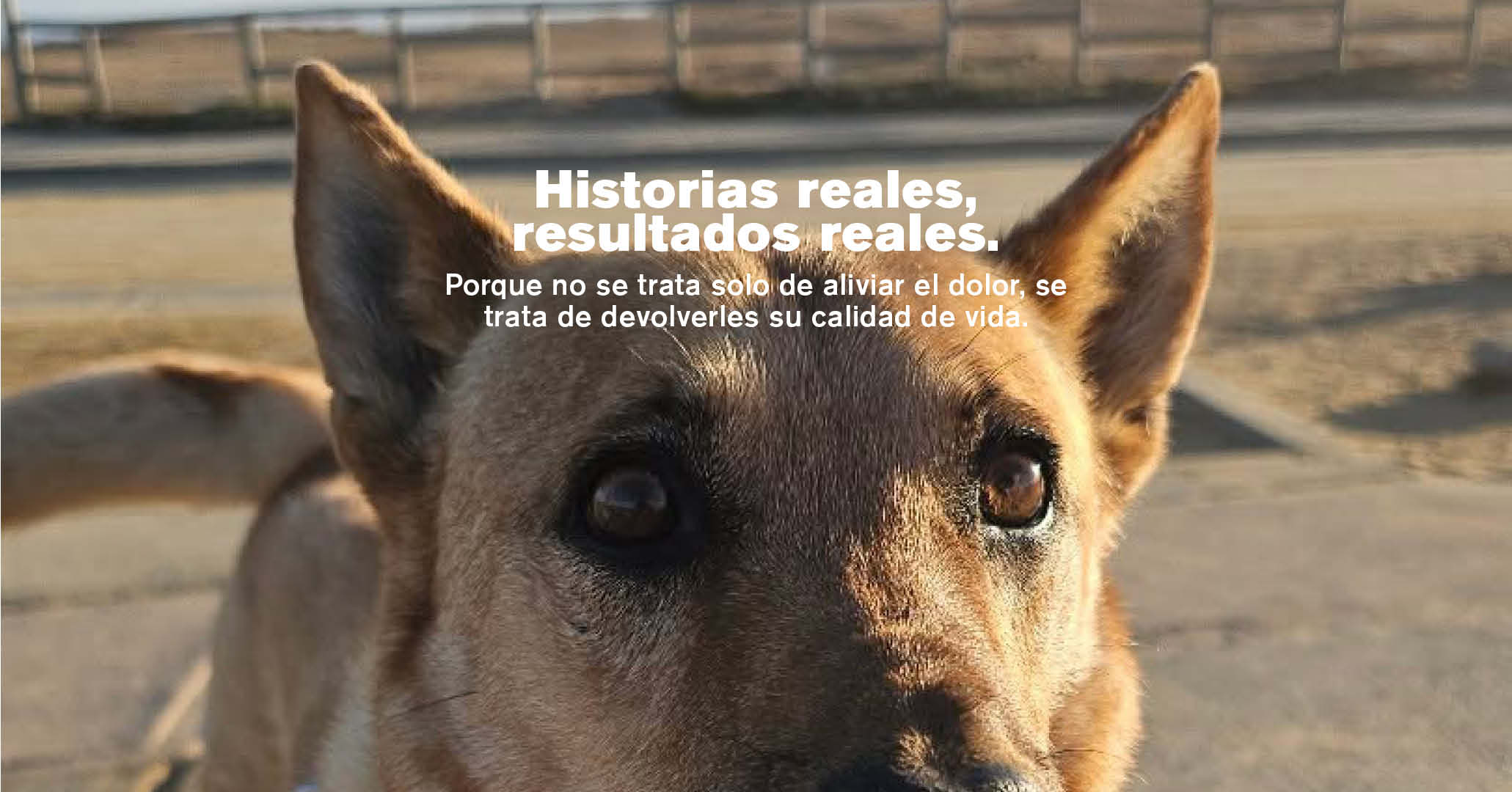 De artrosis y displasia a disfrutar cada paso, Conoce la historia de Peque y su recuperación